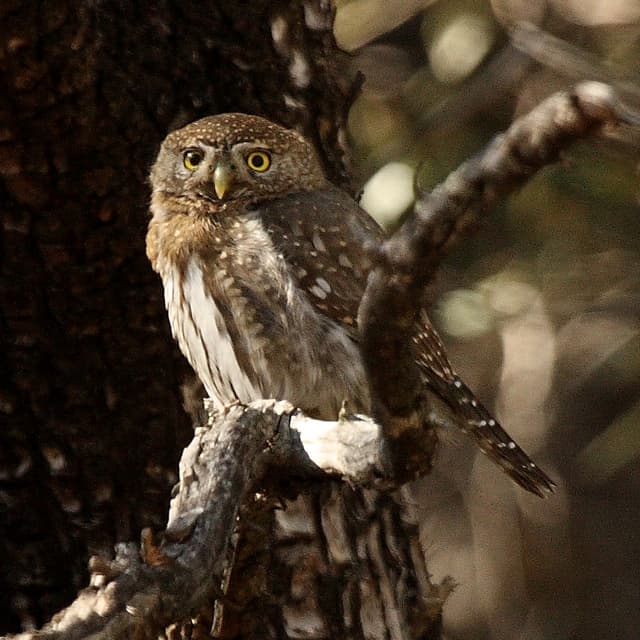 Mountain pygmy owl