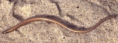 Anniella pulchra