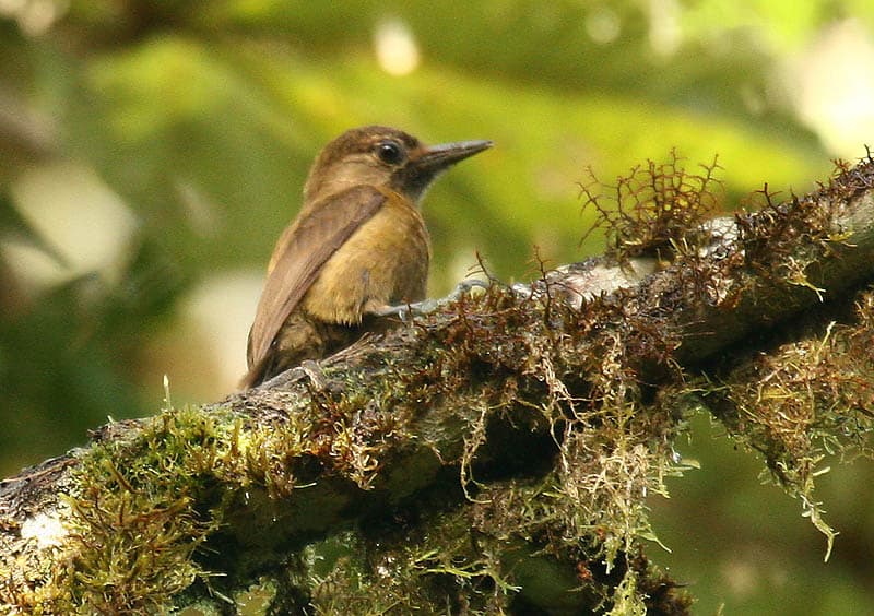 Smoky-brown woodpecker