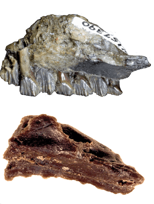 Atlascopcosaurus