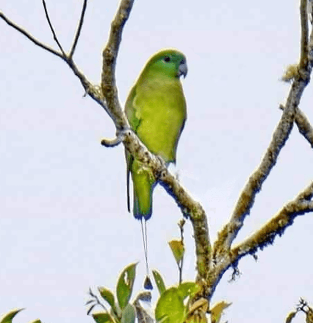 Mindanao racket-tail
