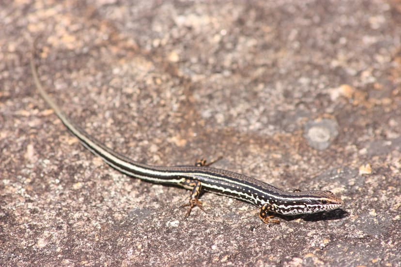 Ctenotus labillardieri