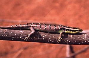 Barred tree skink