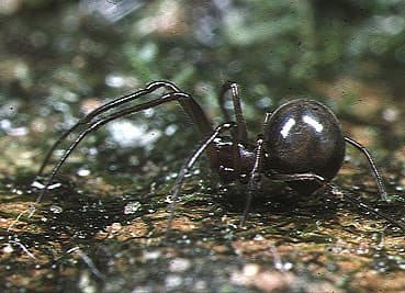 Anapidae