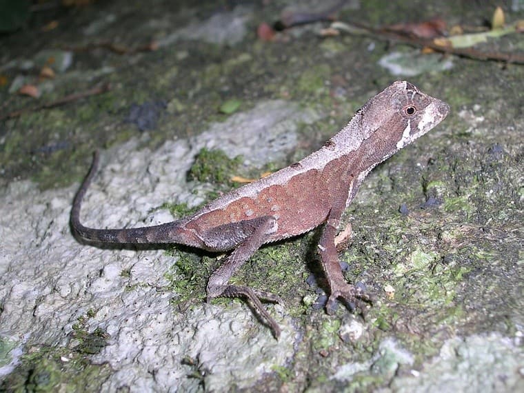 Indian kangaroo lizard