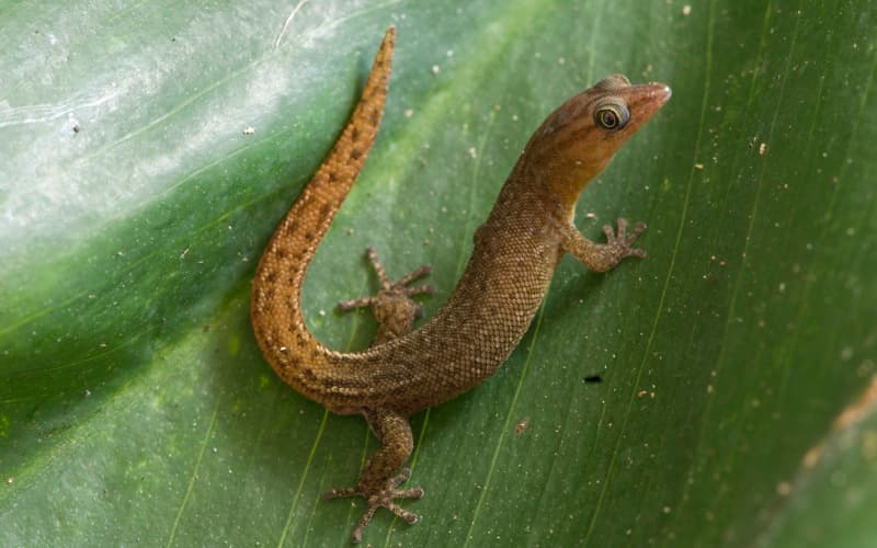Sphaerodactylus sabanus