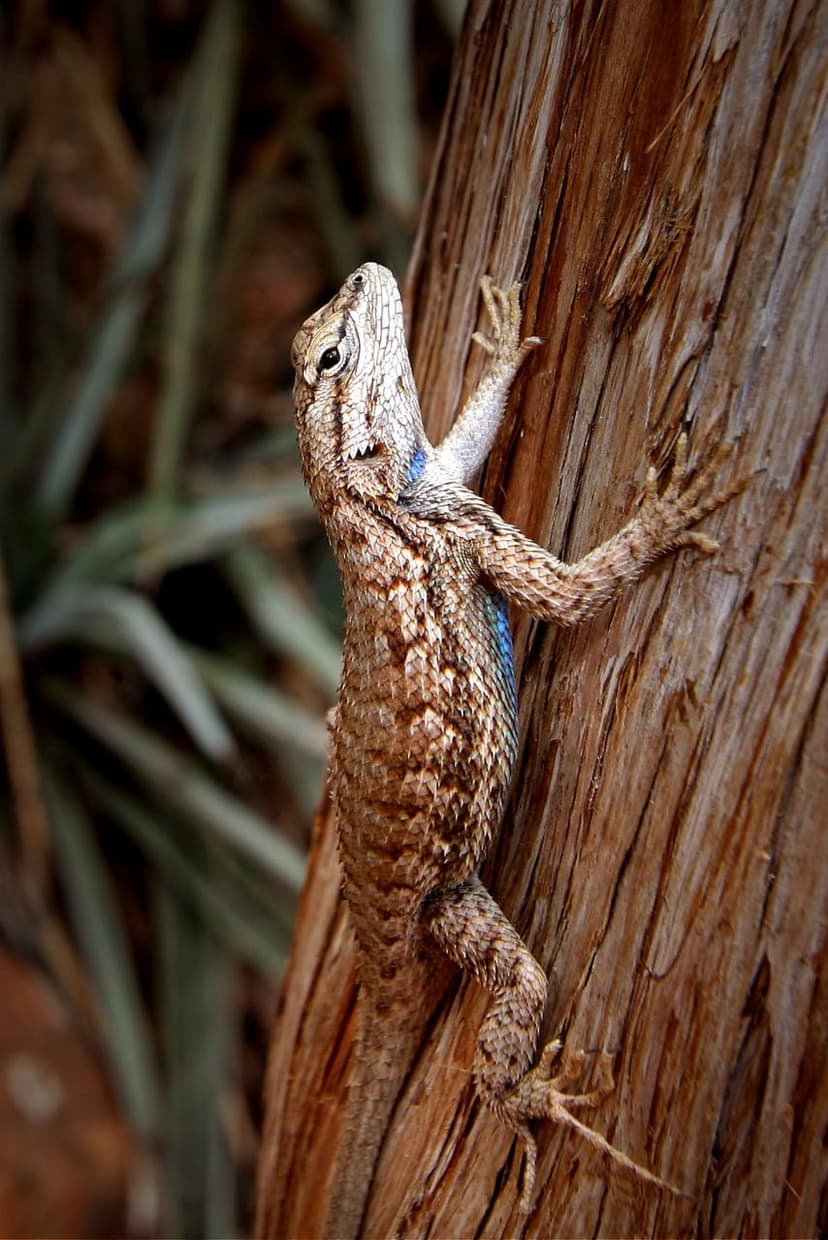 Plateau fence lizard