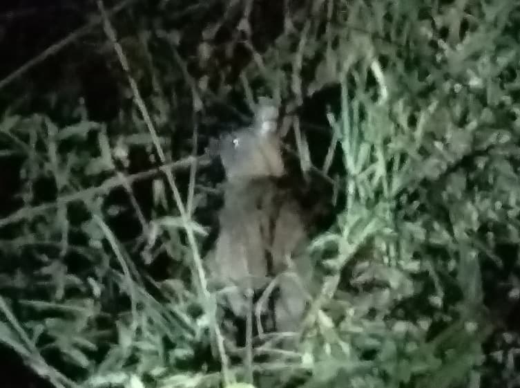 Poelagus