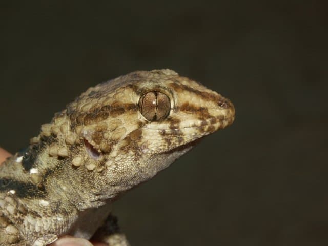 Bibron's sand gecko