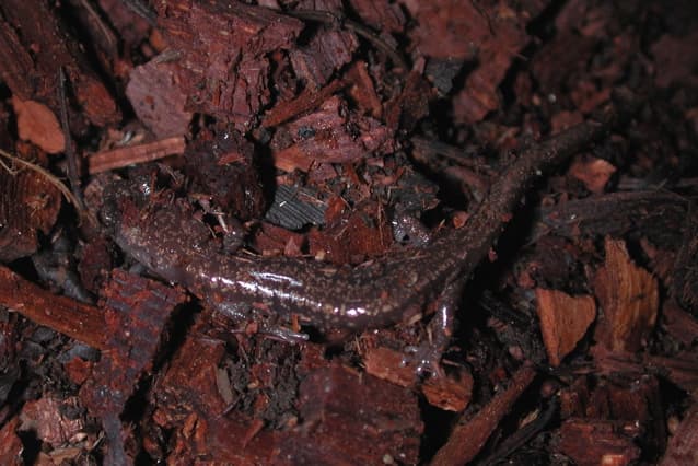 Aneides hardii