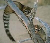 Bassariscus