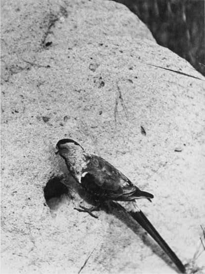 Paradise parrot