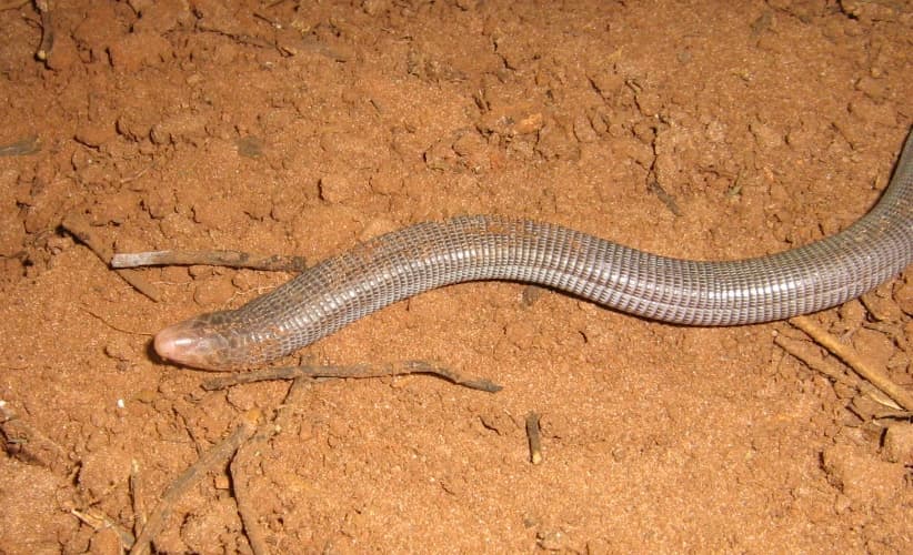 Amphisbaena mertensi