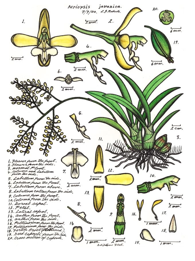 Acriopsis
