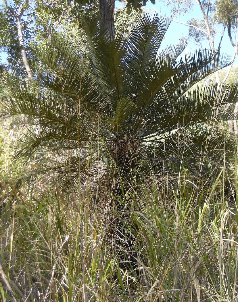 Macrozamia miquelii