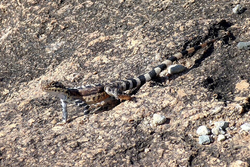 Ornate Crevice-Dragon