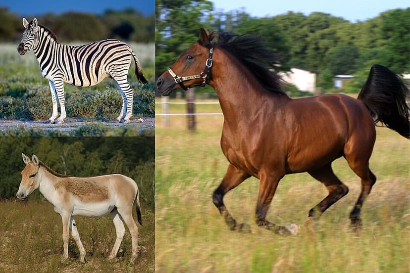 Equus