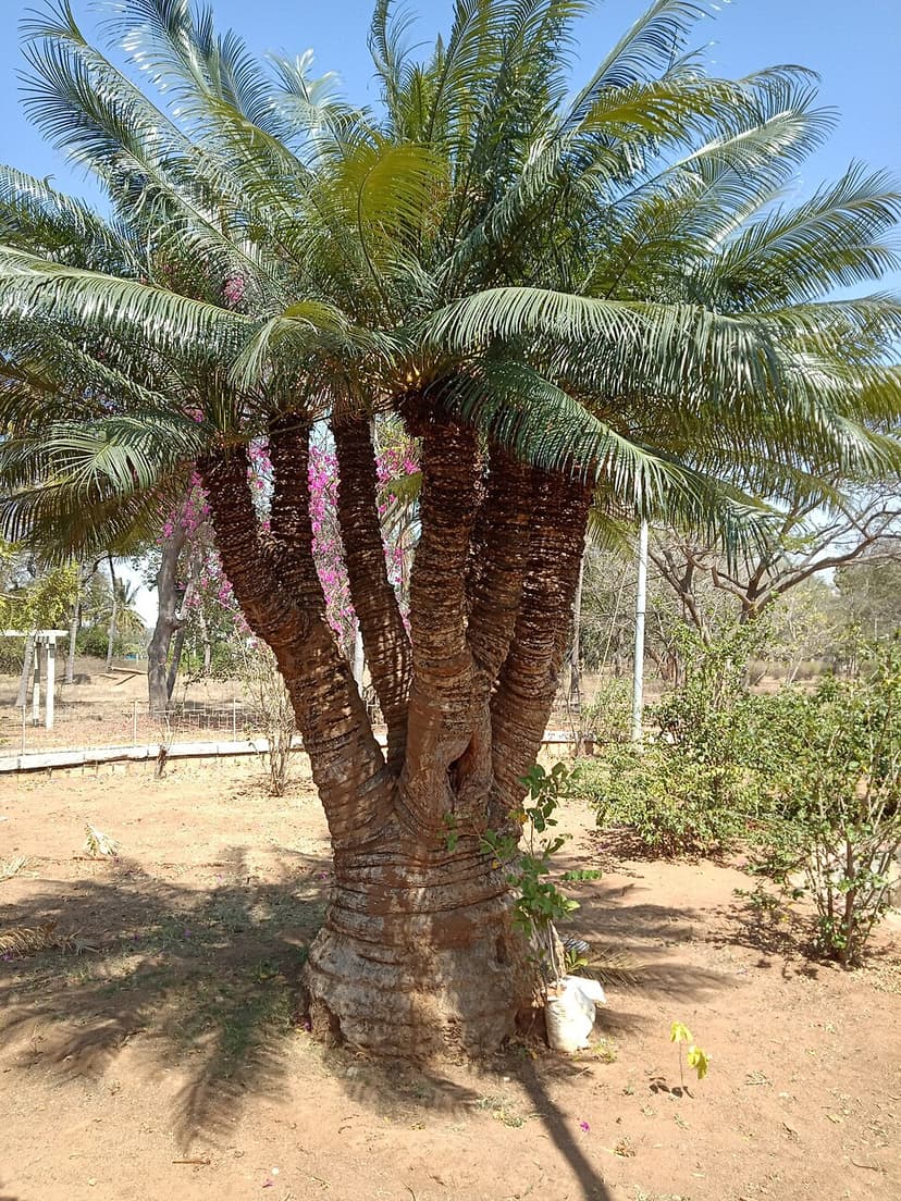 Cycas indica