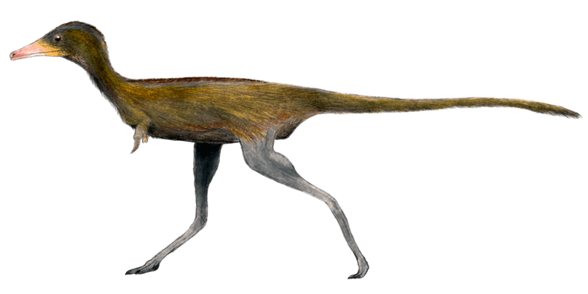 Albinykus