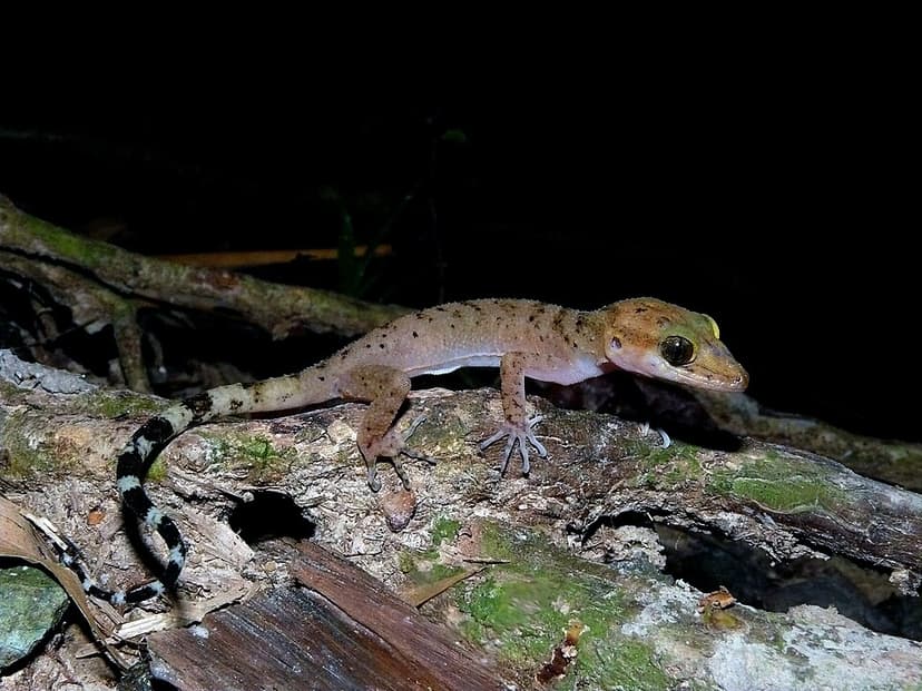 Andaman bent-toed gecko