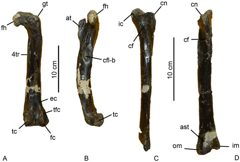 Aniksosaurus