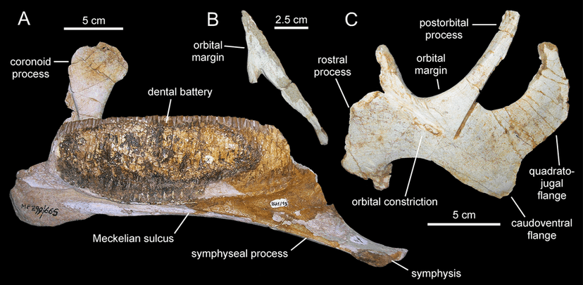 Blasisaurus