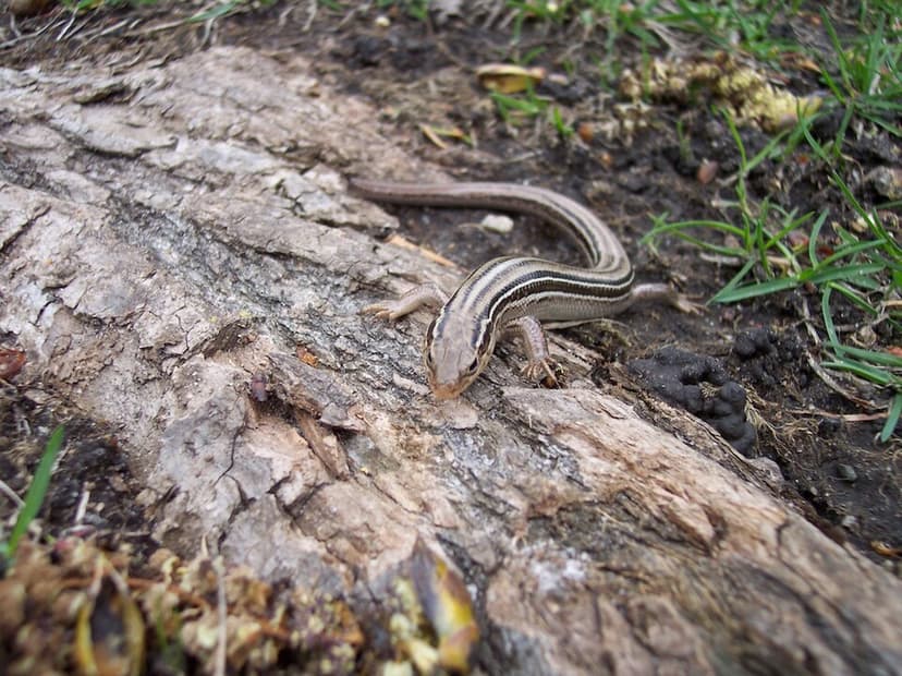 Northern prairie skink