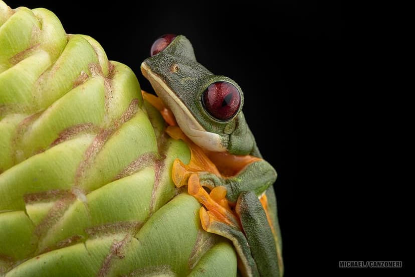 Agalychnis spurrelli