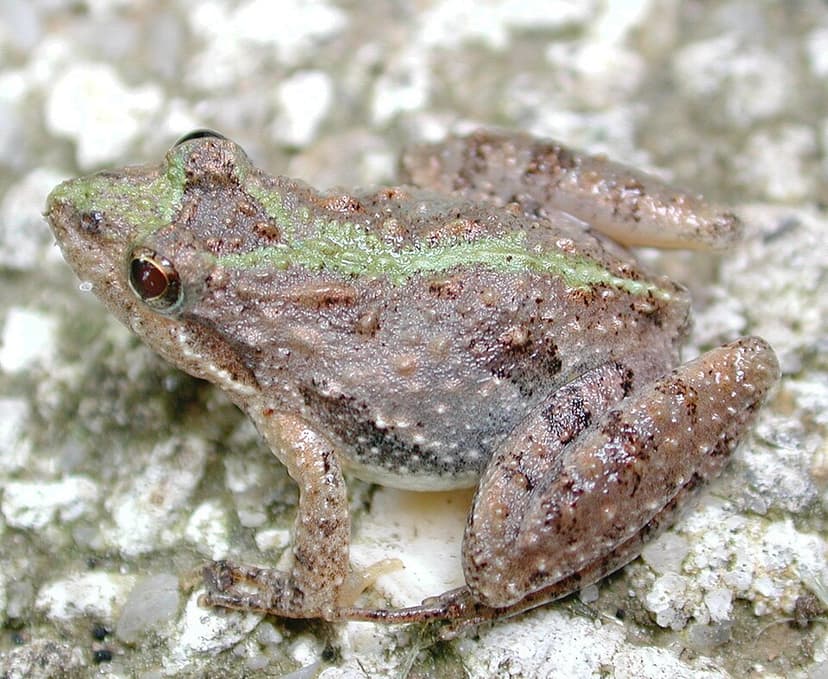 Acris gryllus
