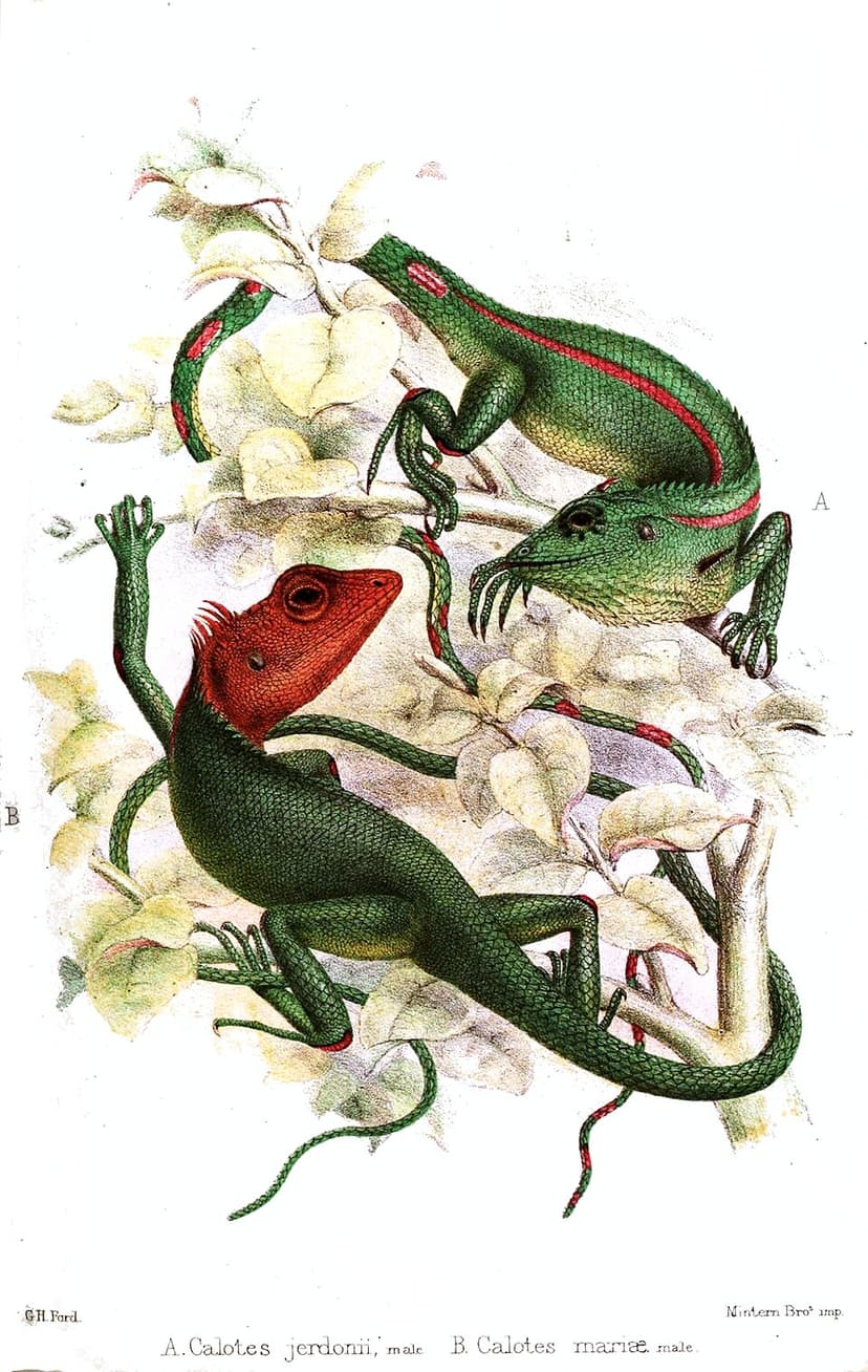 Khasi Hills forest lizard (Calotes maria)