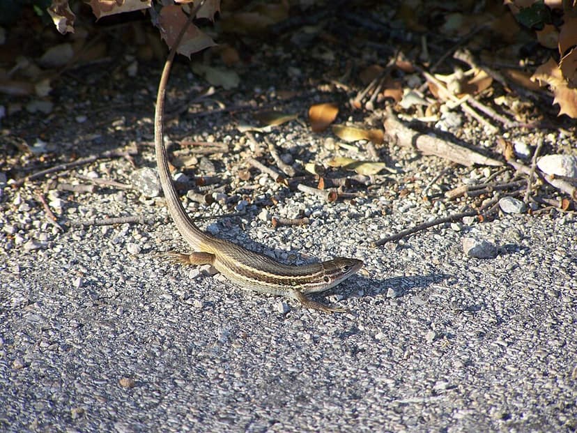Psammodromus
