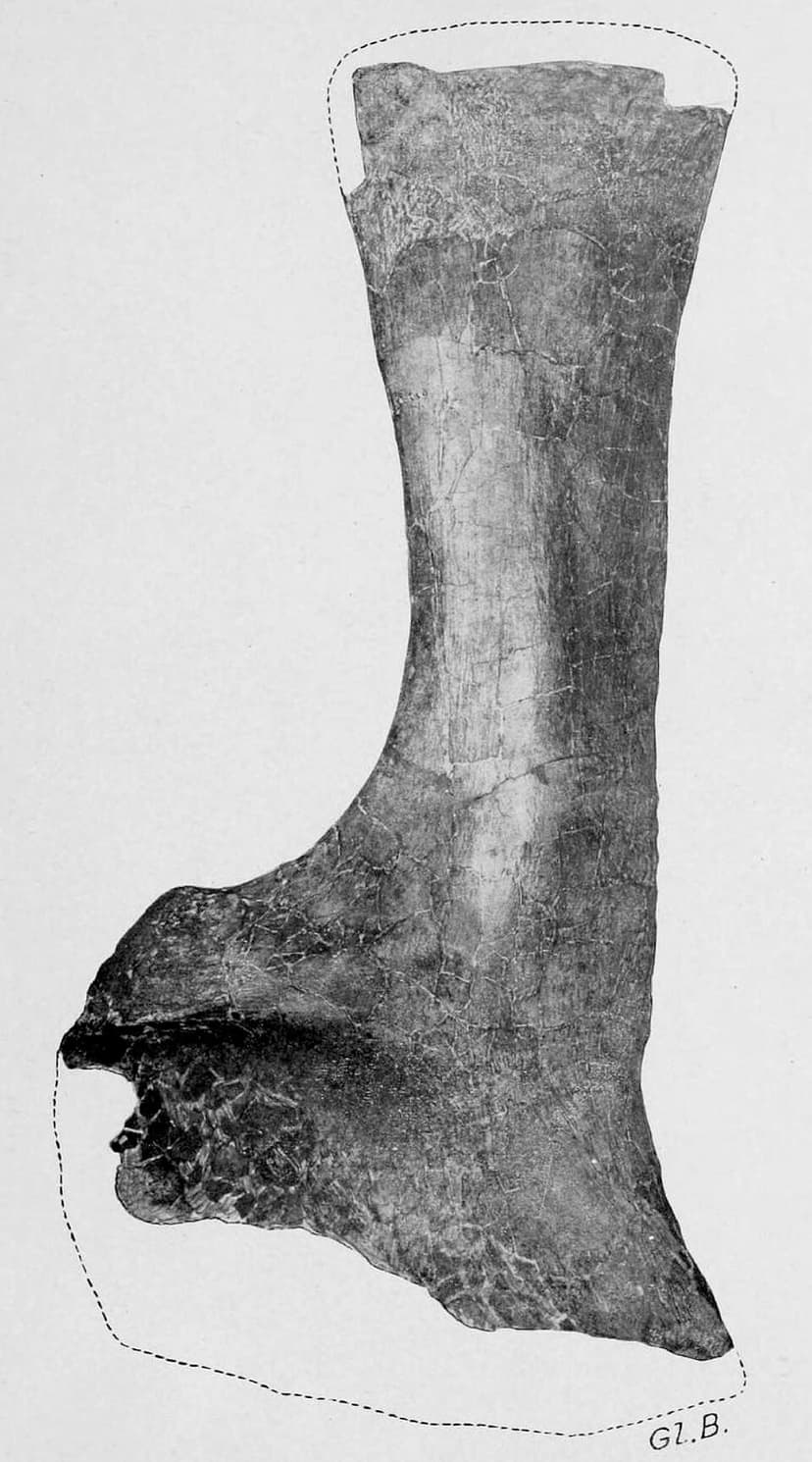 Alamosaurus