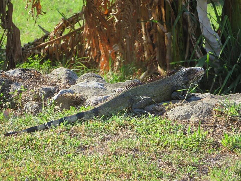 Iguana iguana melanoderma