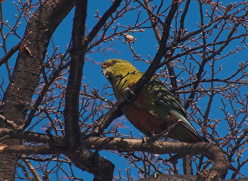 Austral parakeet
