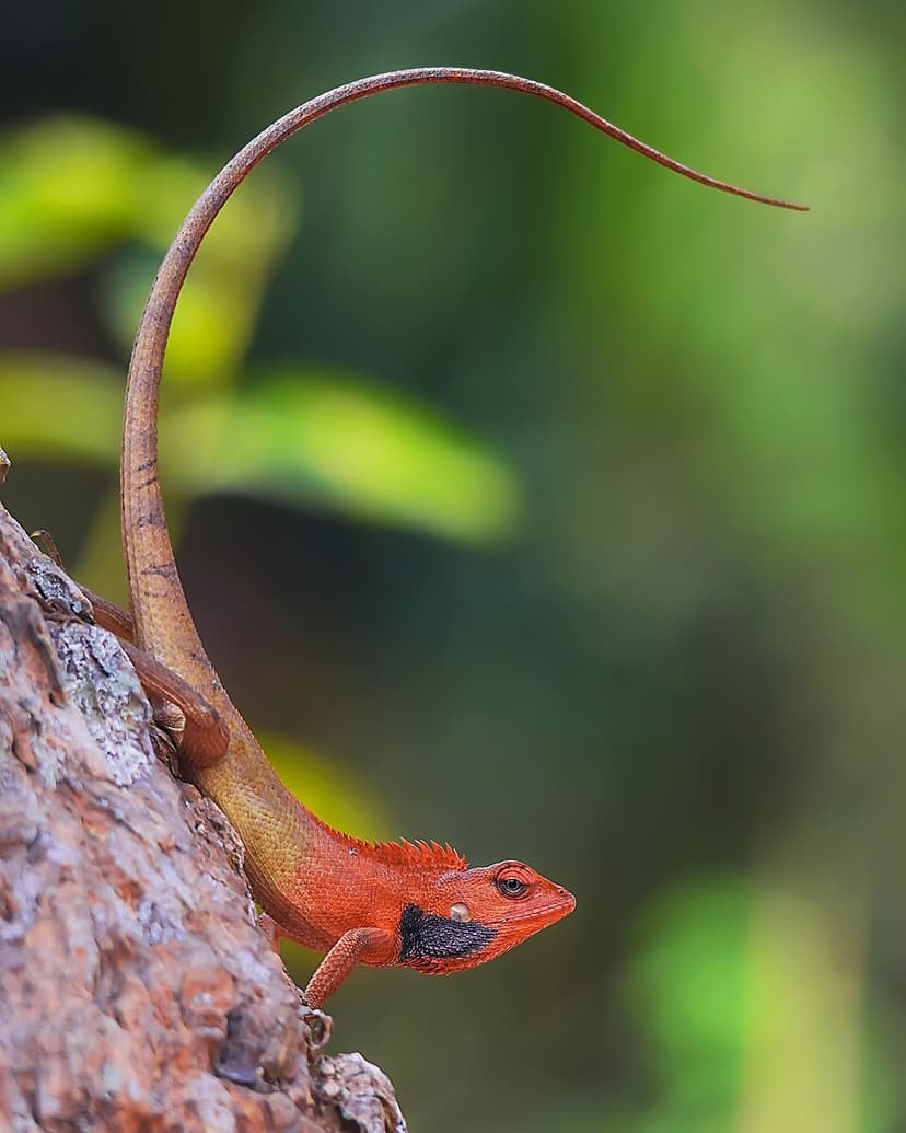 Calotes versicolor
