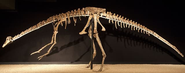 Anserimimus
