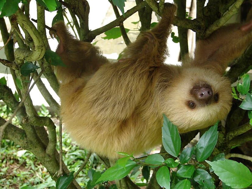 Choloepus