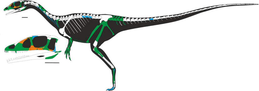Dracoraptor