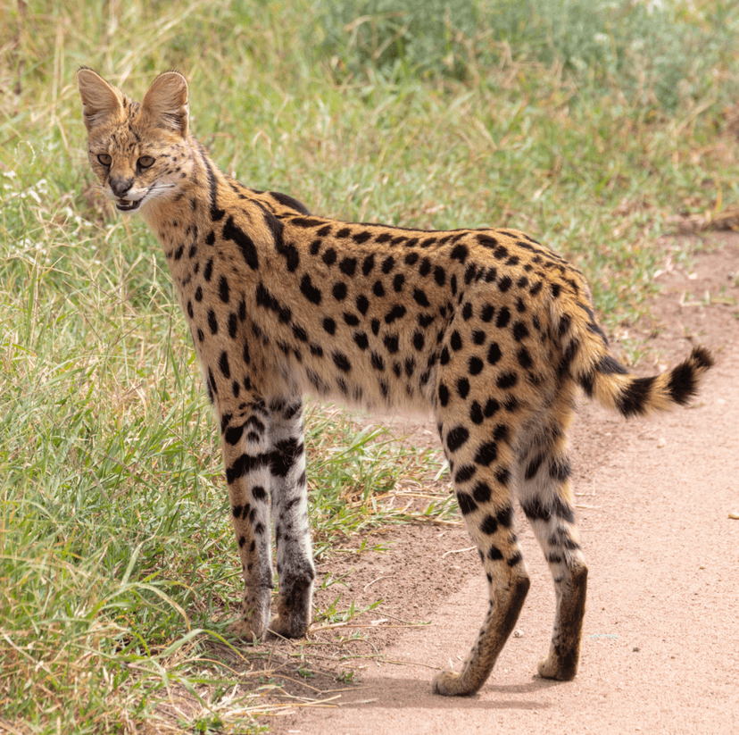 Leptailurus