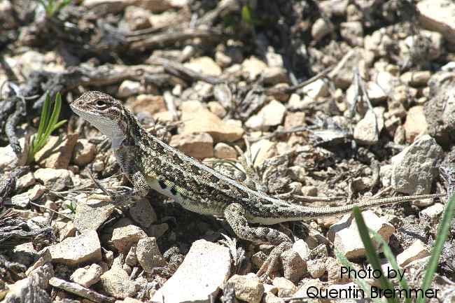 Lesser earless lizard