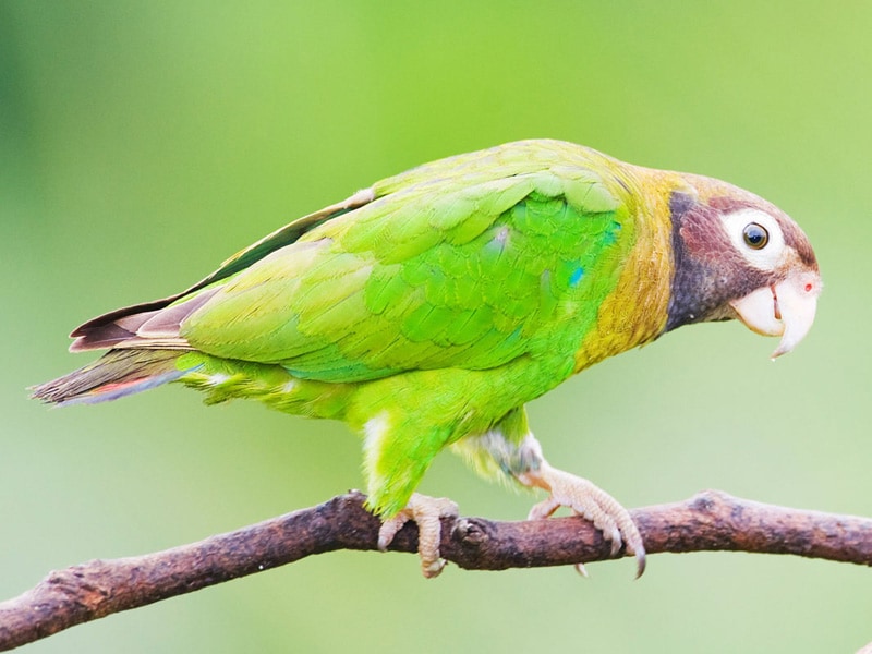 Brown-hooded parrot