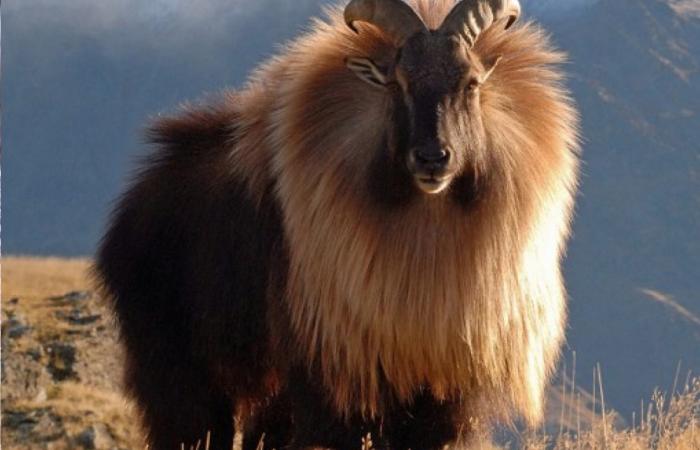 Hemitragus