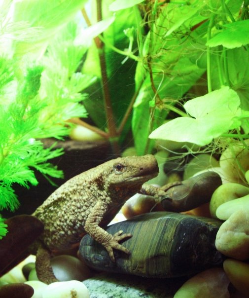 Chinese warty newt