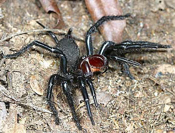 Macrothelidae