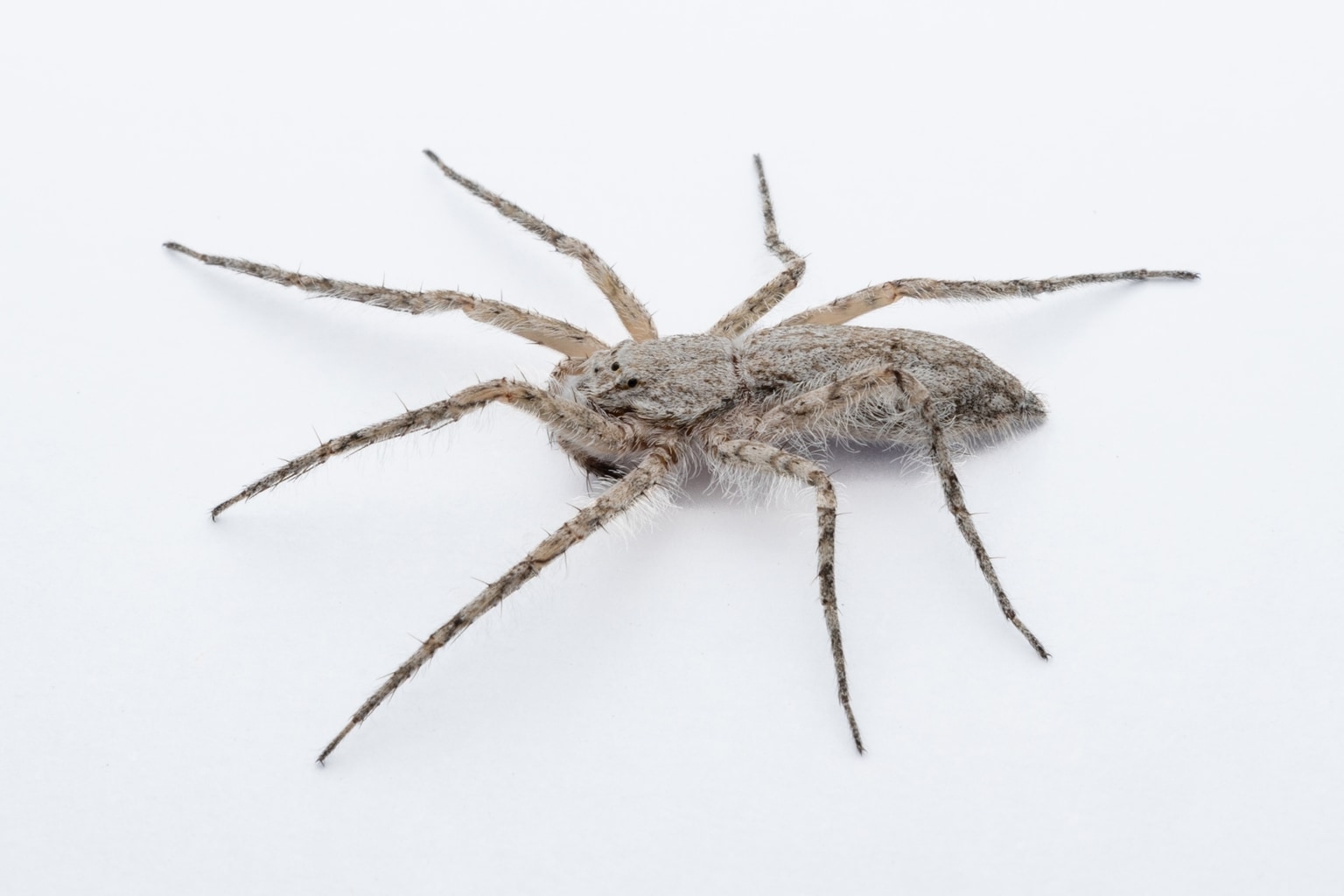 Senoculidae