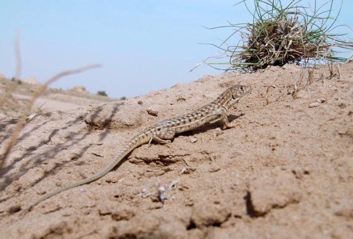 Giant fringe-fingered lizard