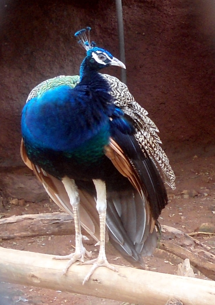 Sri Venkateswara Zoological Park