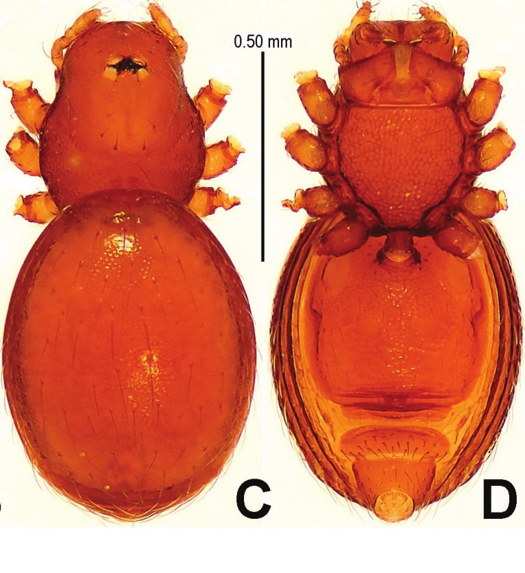 Tetrablemmidae