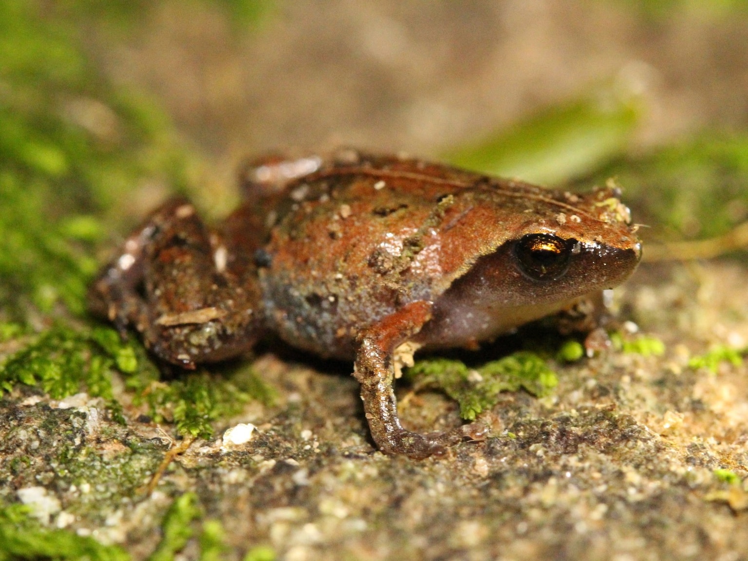 Anilany helenae