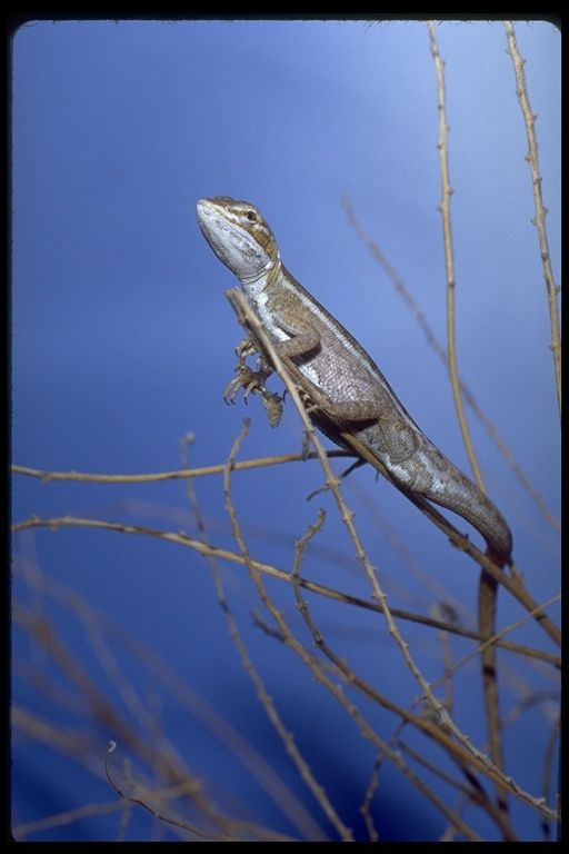 Diporiphora winneckei